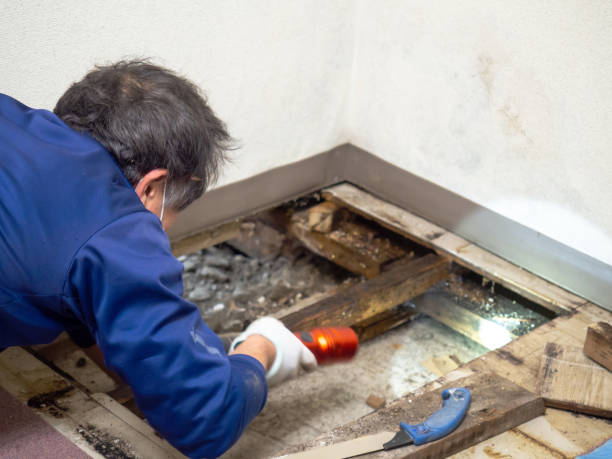 Best Best Mold Removal Companies  in Basking Ridge, NJ