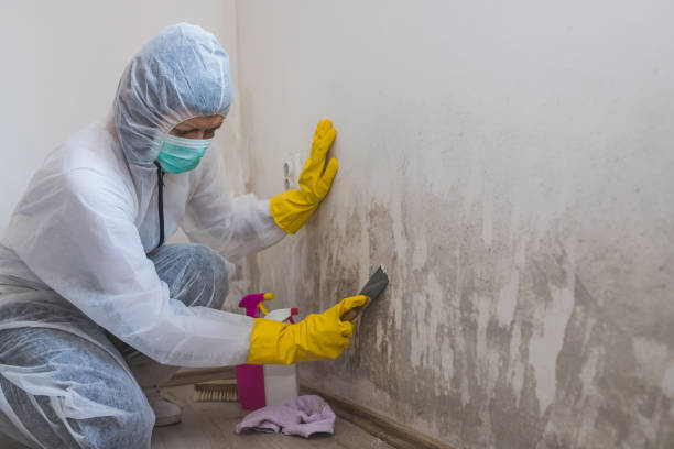 Best Toxic Mold Removal  in Basking Ridge, NJ