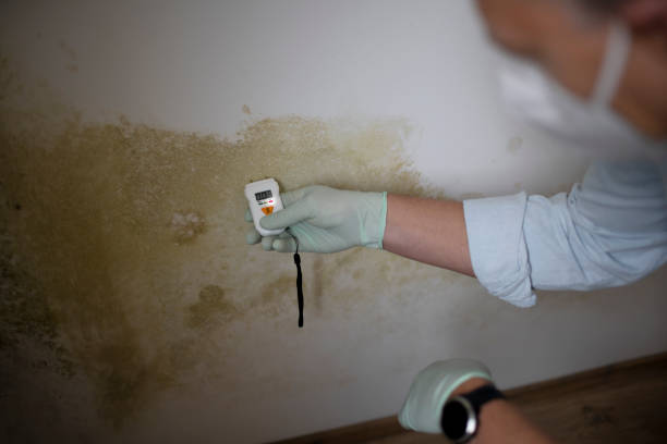 Best Mold Cleaning Services  in Basking Ridge, NJ