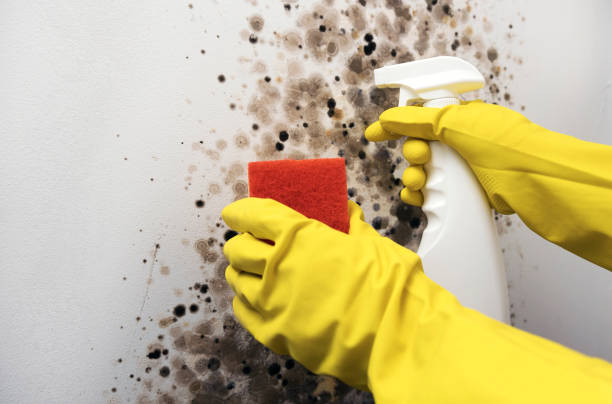 Best Mold Removal Specialists  in Basking Ridge, NJ