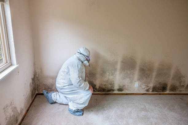 Best Affordable Mold Removal  in Basking Ridge, NJ