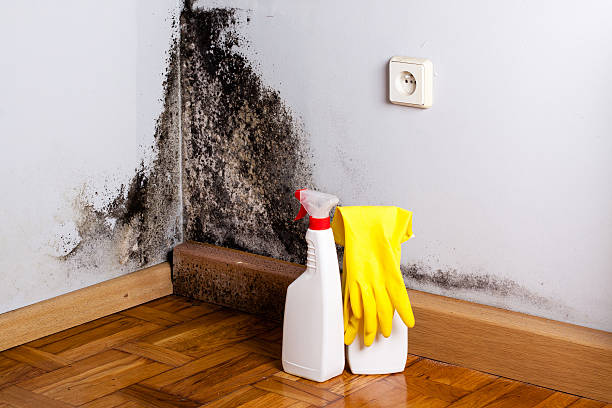 Best Office Mold Removal Services  in Basking Ridge, NJ