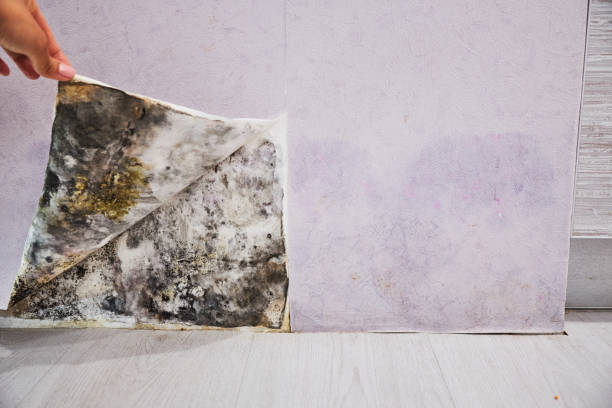 Best Local Mold Removal Service  in Basking Ridge, NJ